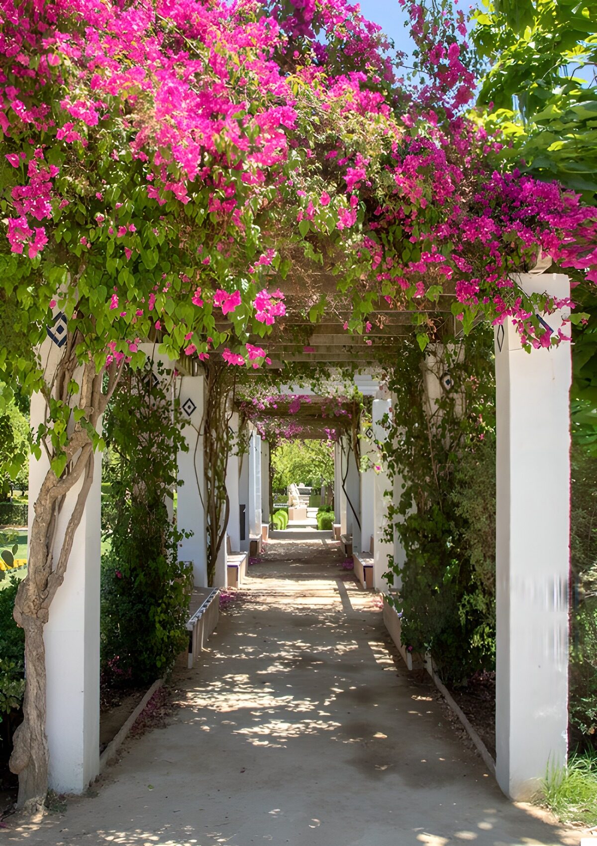 Prachtige Bloemenpoort begroeid met Bougainville