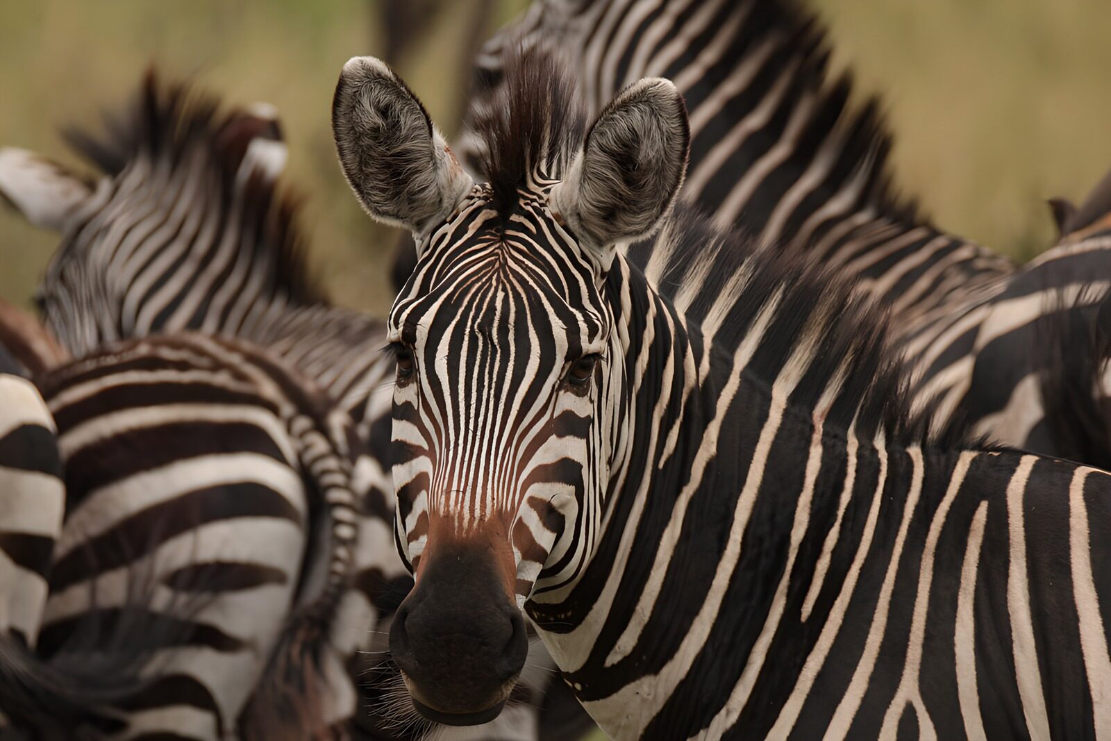 TP34625: De trots van de zebra's