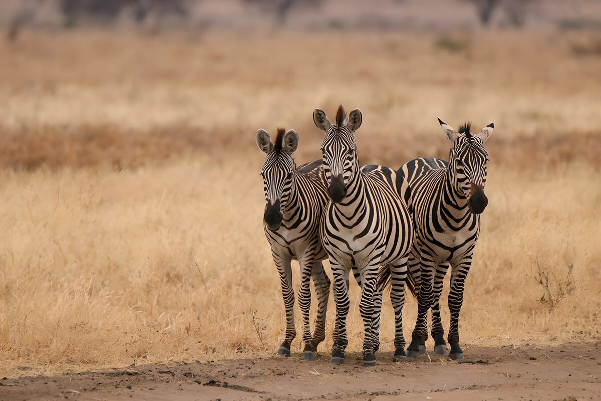 Drie zebrapaarden in savanne