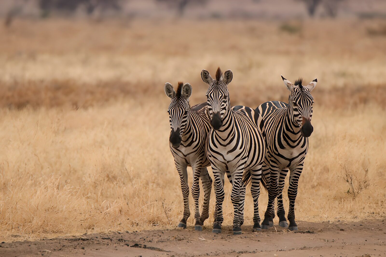 TP18384: Drie zebrapaarden in savanne