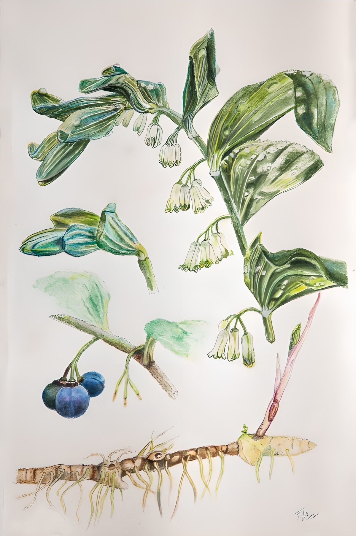 Botanische Illustratie van Bessen en Bladeren