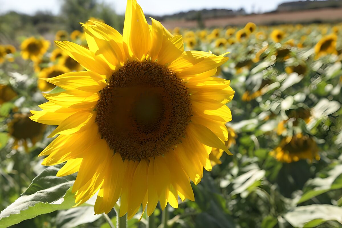 Stralende Zonnebloem in het Zonneveld
