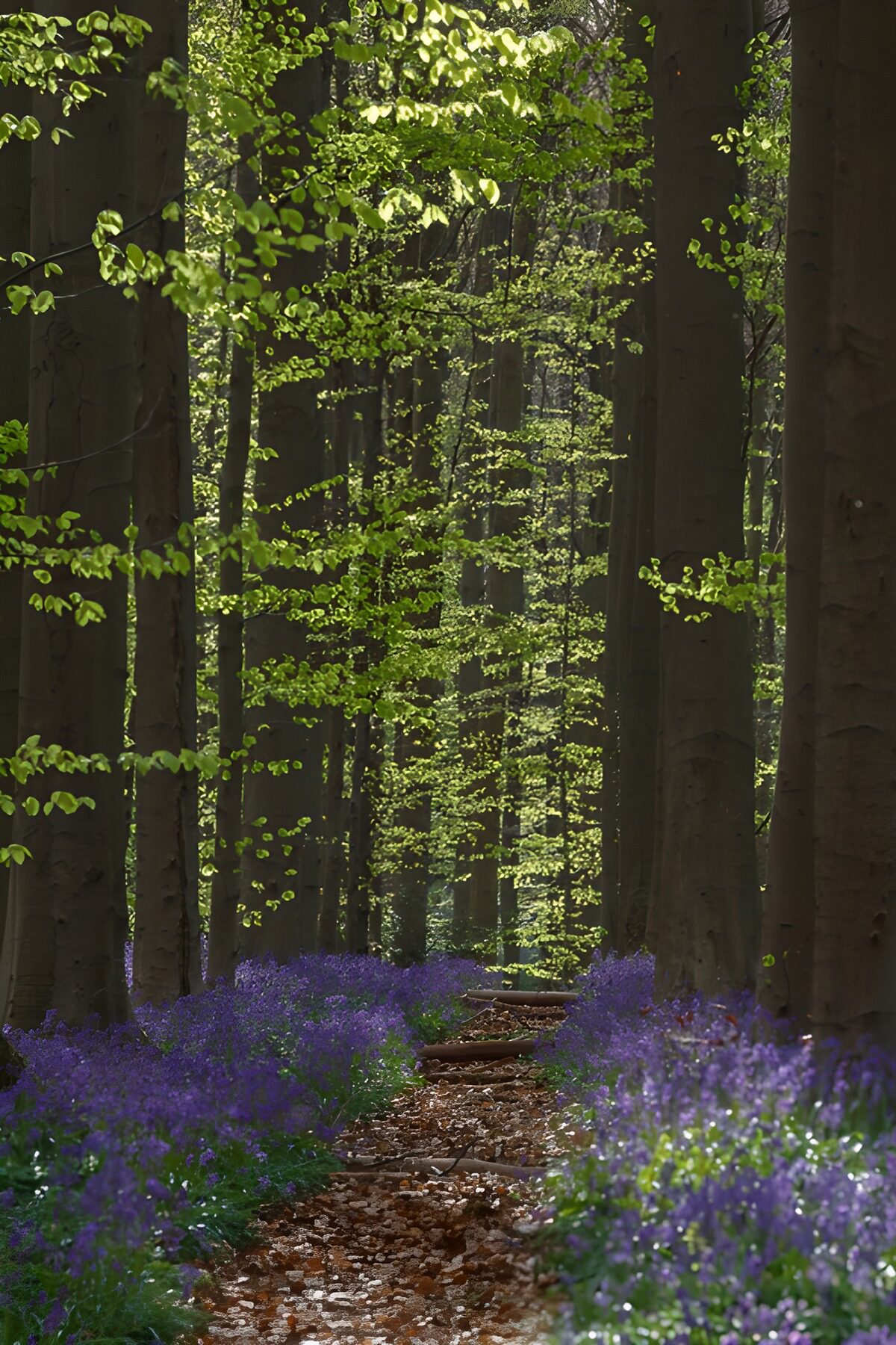 TP61367: Paden door de Blauwe Bloemen