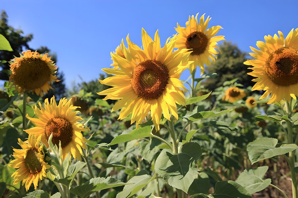 TP77780: Zonnige Zonnebloemen in het Veld