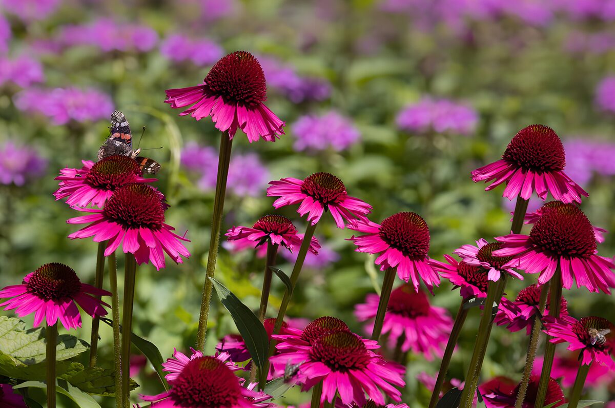 Kruidige bloemenweide met vlinder