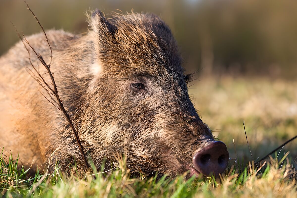 Wild zwijn in zijn natuurlijke omgeving