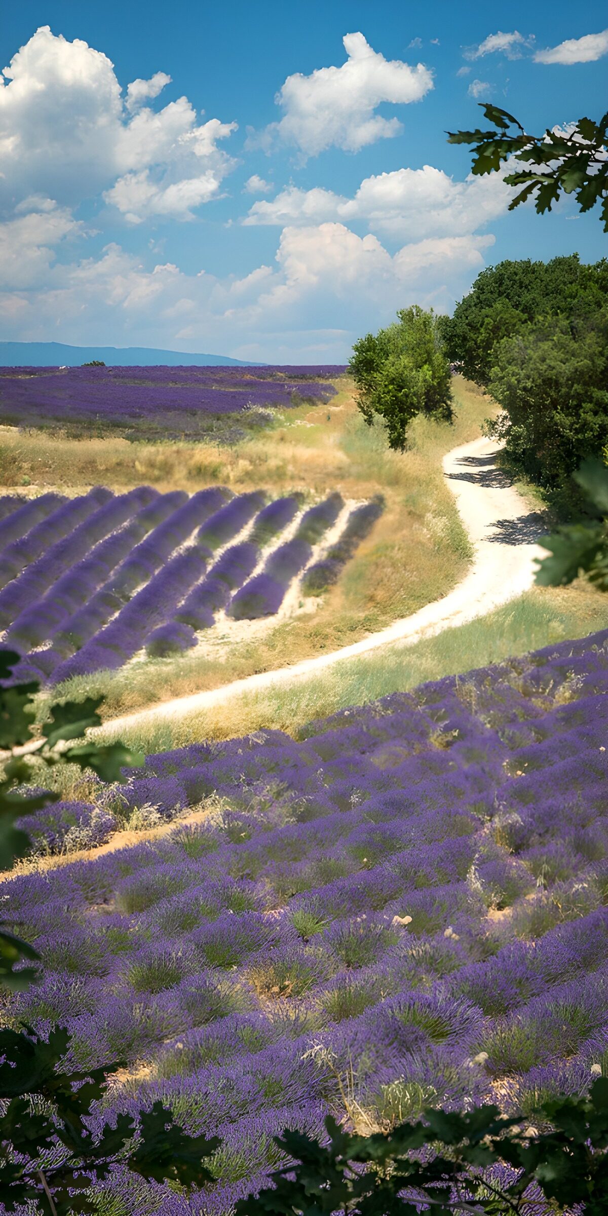 TP76781: Prachtige Lavendelvelden onder een Blauwe Lucht
