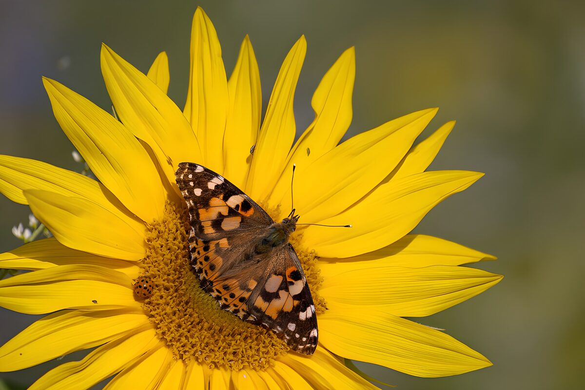 TP47691: Vlinder op een zonnige zonnebloem