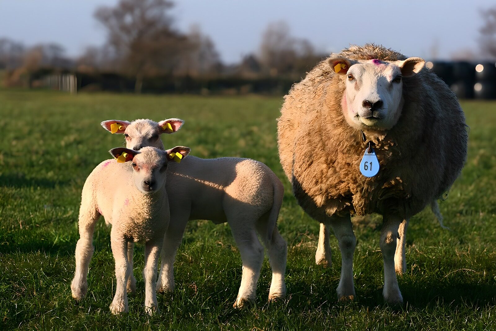 TP55486: Moeder-schaap met twee lammetjes