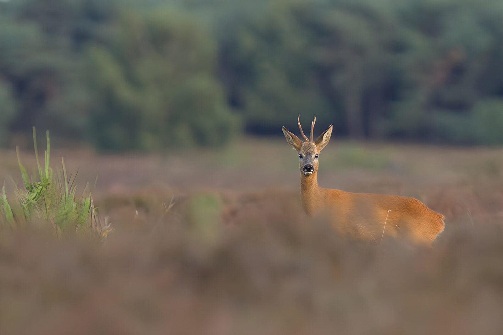 TP86911: Jong reetje in het grasland