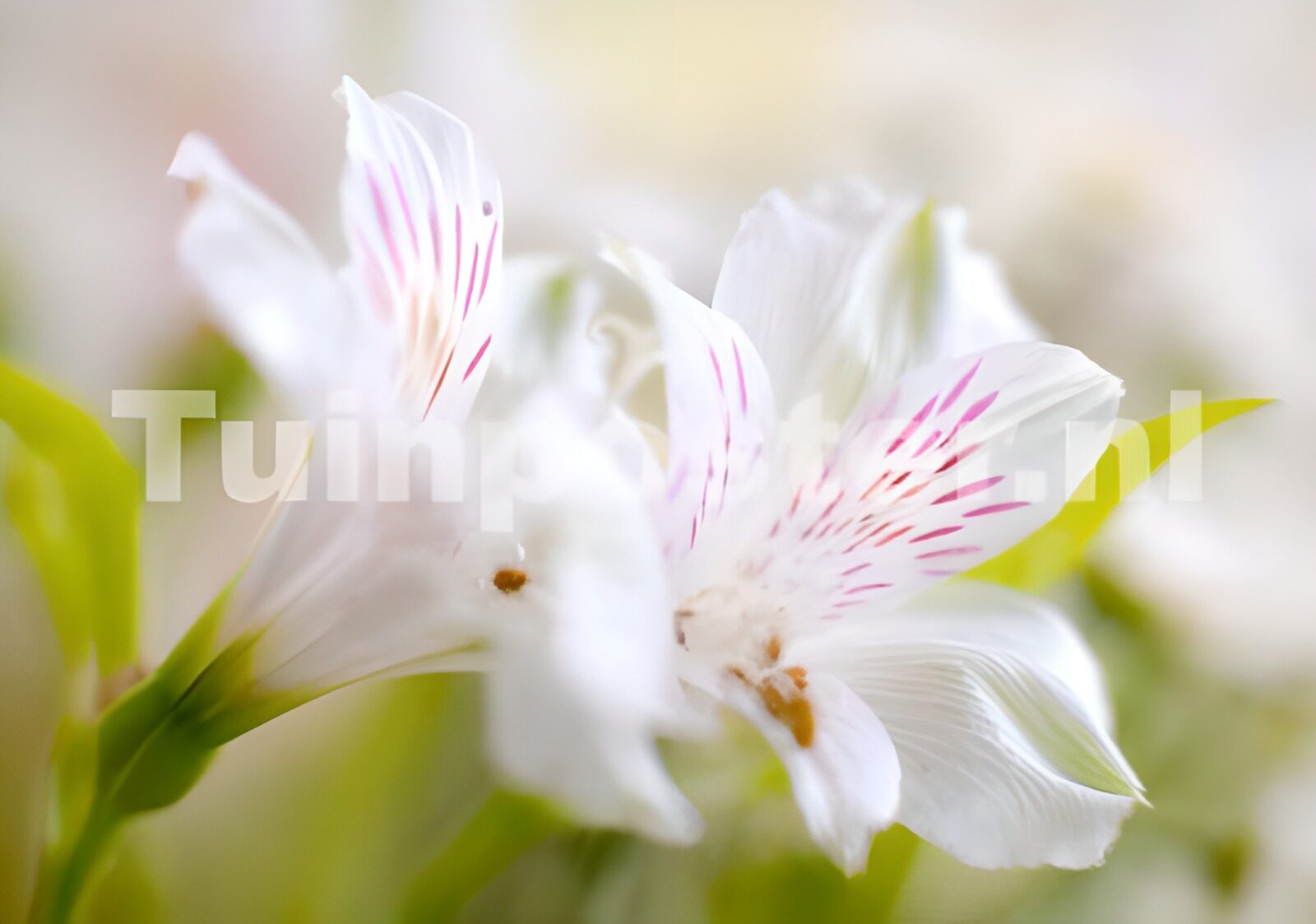 TP93736: Witte lelies bokeh