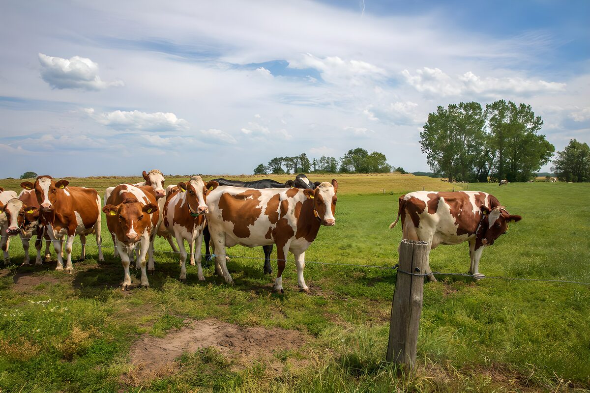 Gelukkige koeien in de wei