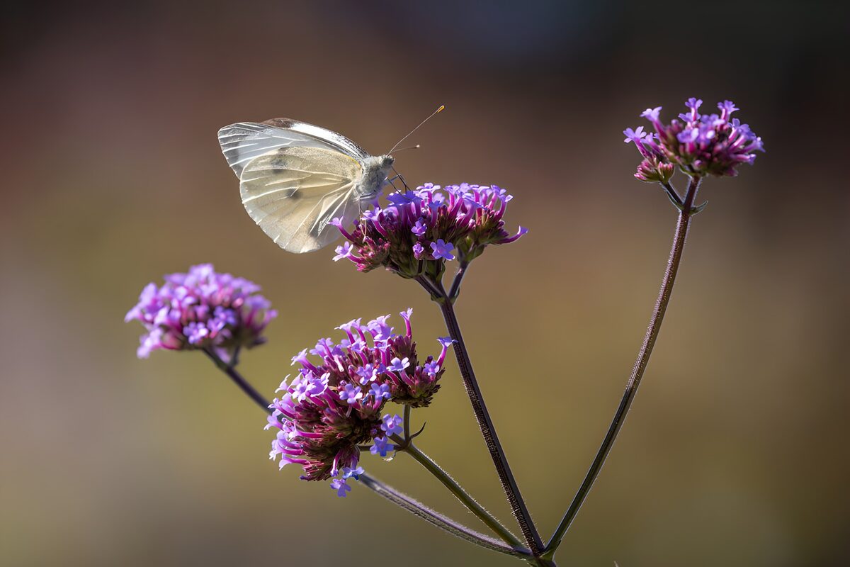 Vlinder op paarse bloemen