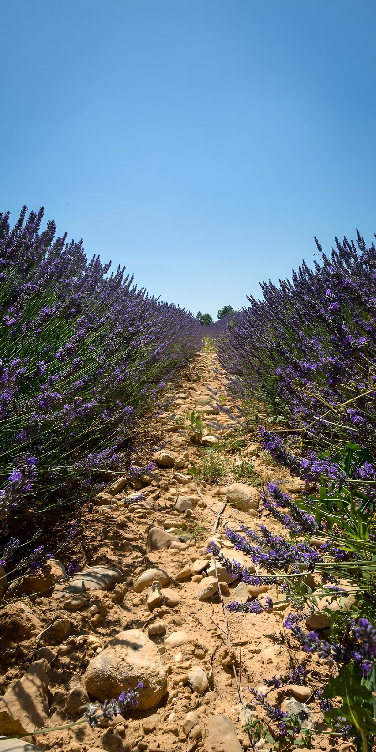 Lavendel haag