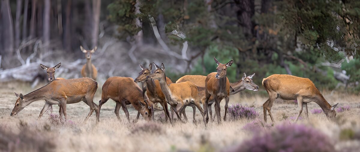 Groep Edelherten in de Natuur