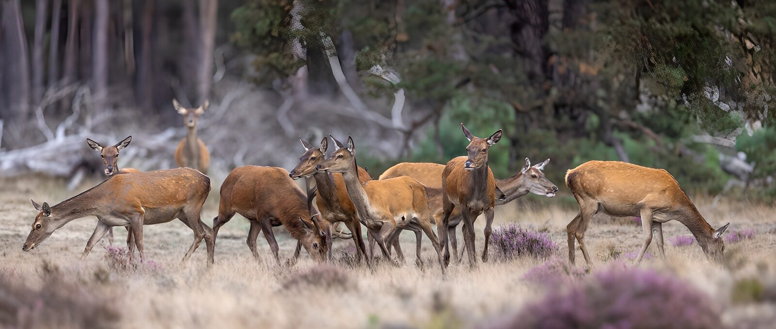 TP45747: Groep Edelherten in de Natuur