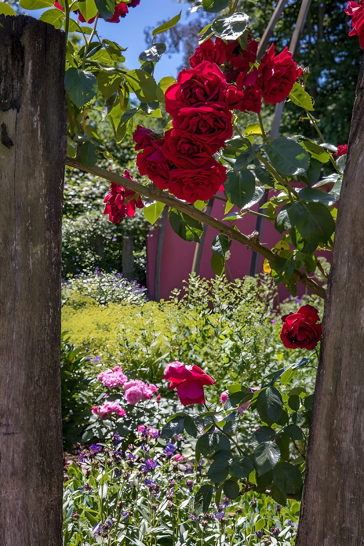Bloeiende rozen tussen houten palen