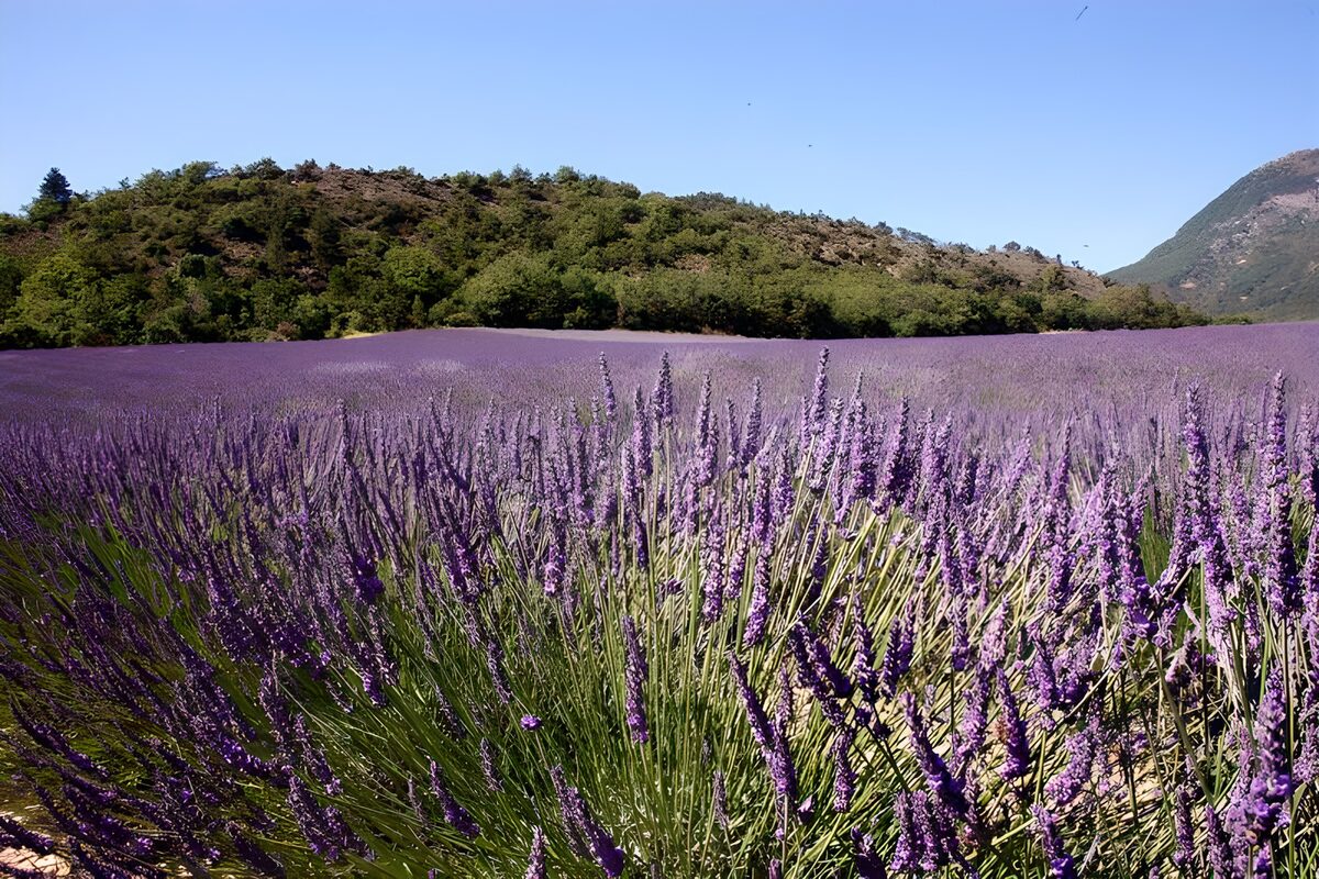 Lavendel veld met heuvel en blauwe lucht