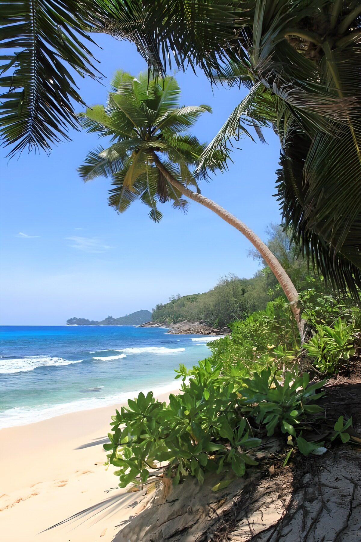 Tropisch strand met palmbomen