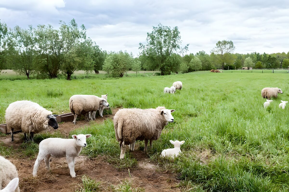 Schapen in een groene weide