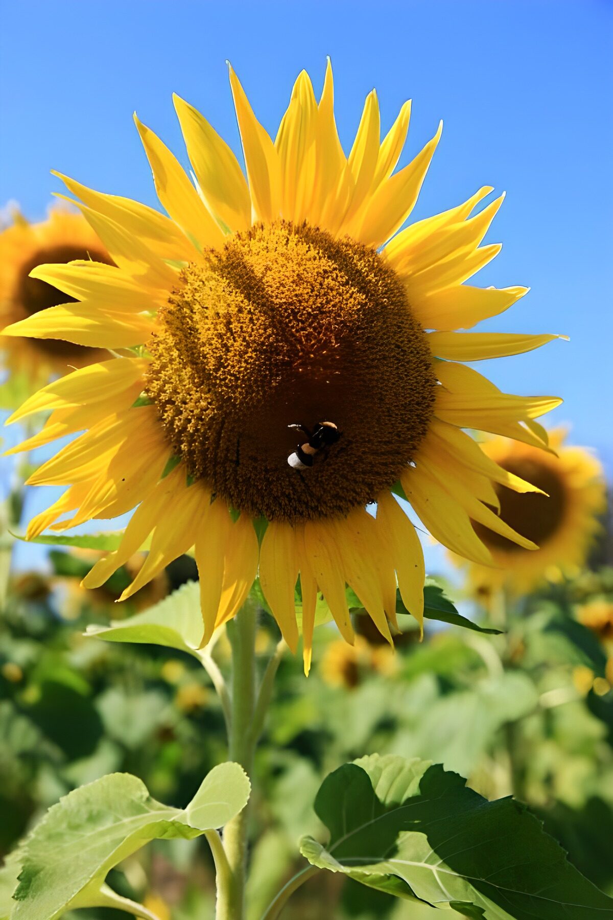 TP11935: Zonnige Zonnebloem in volle bloei