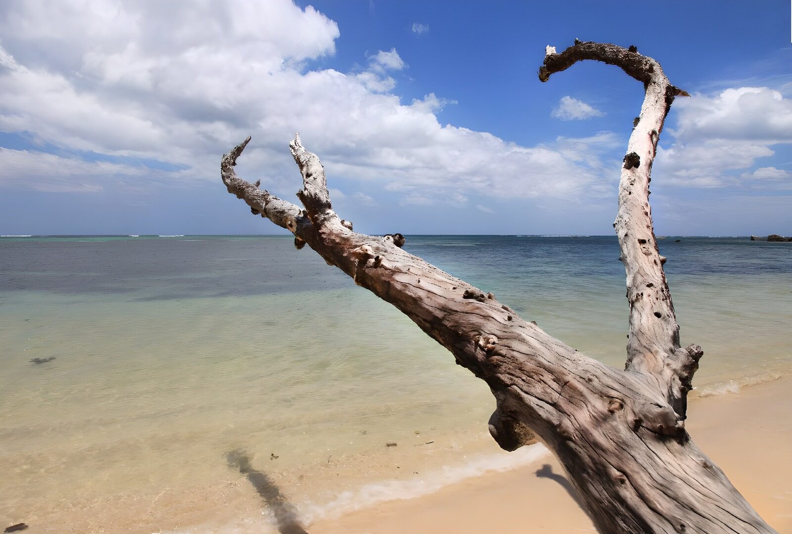 TP62630: Verweerd driftwood aan een strand