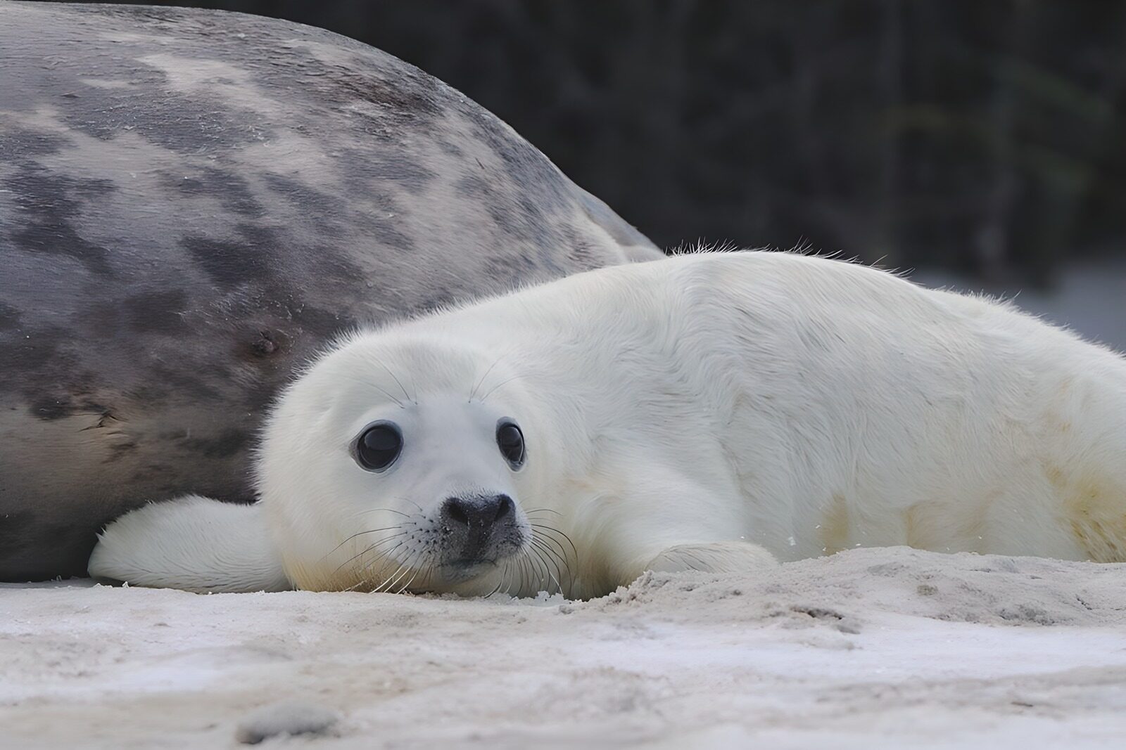 TP27377: : Schattige zeehondenpuppy op het strand