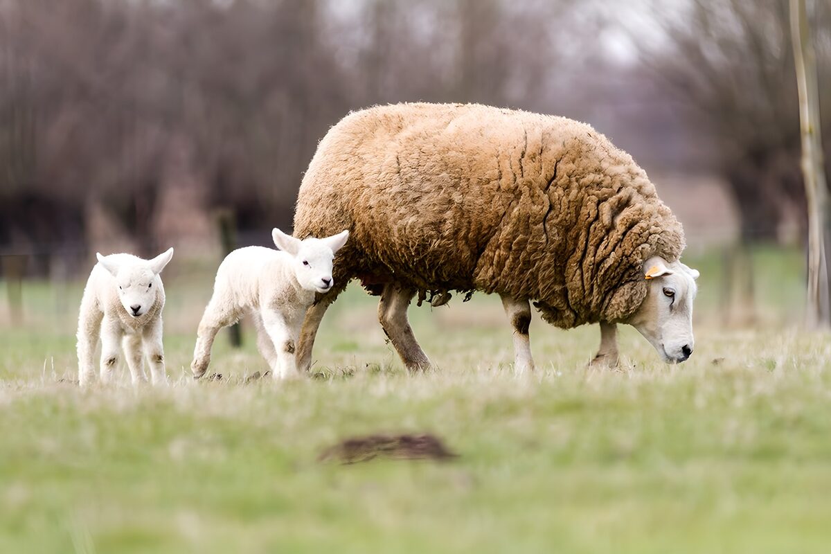 Moeder en lammeren in het gras