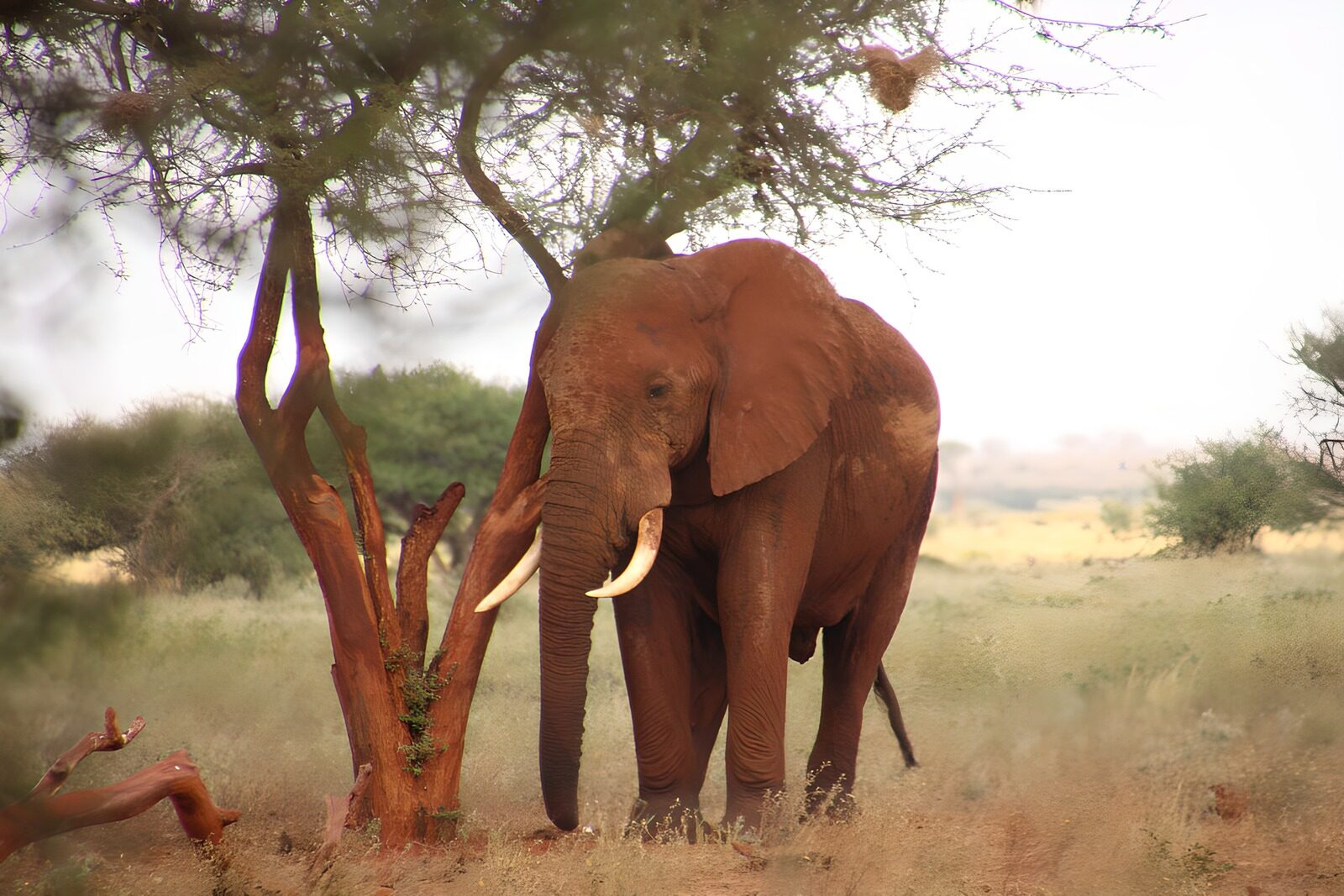 TP41931: Olifant onder een boom in de savanne