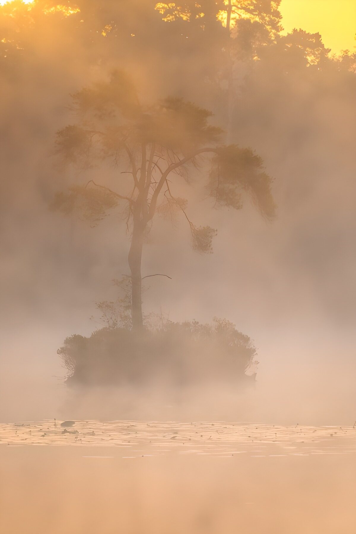 Mysterieus silhouet in de ochtendnevel