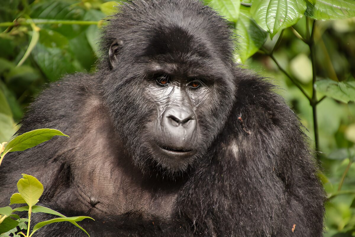 Indrukwekkende zilverrug gorilla
