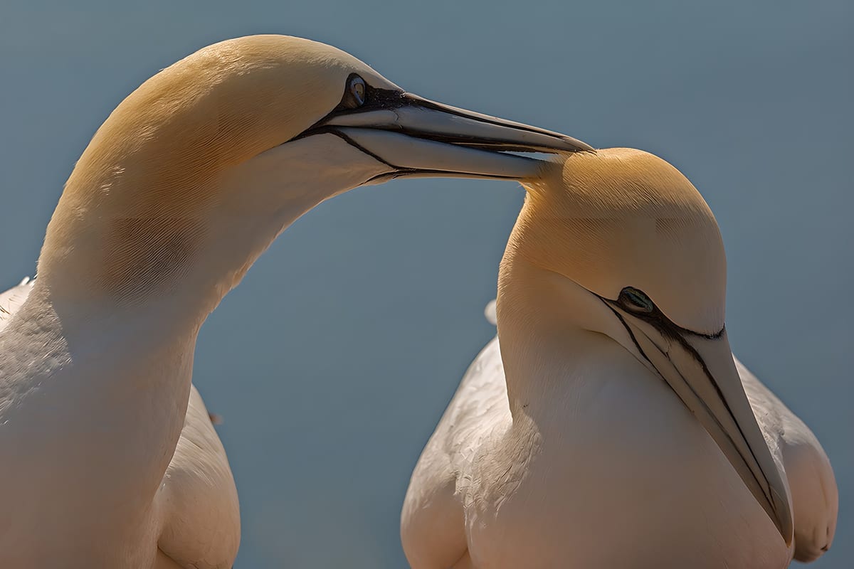 Paar van Jan-van-genten in de natuur