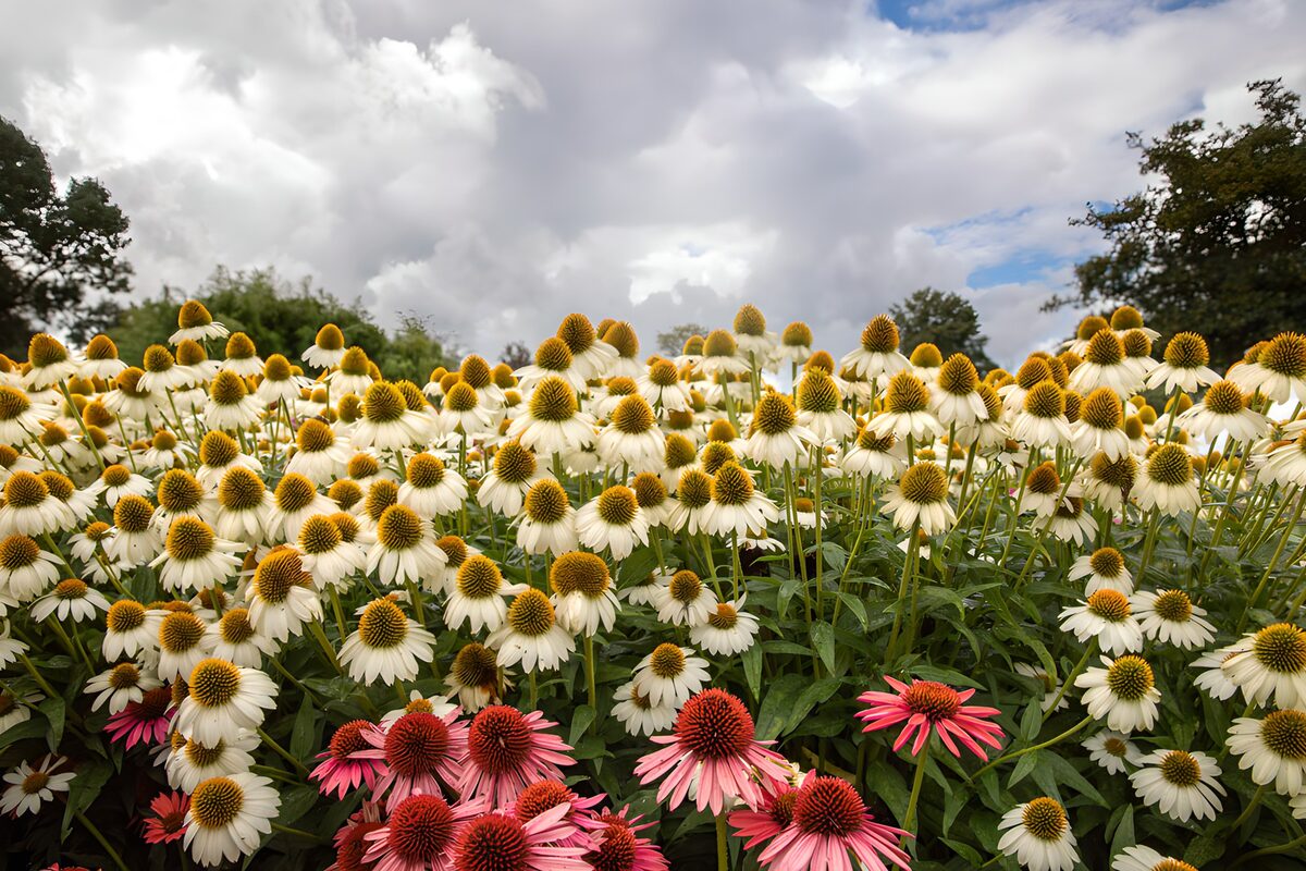 Kleurrijke Echinacea in Bloei