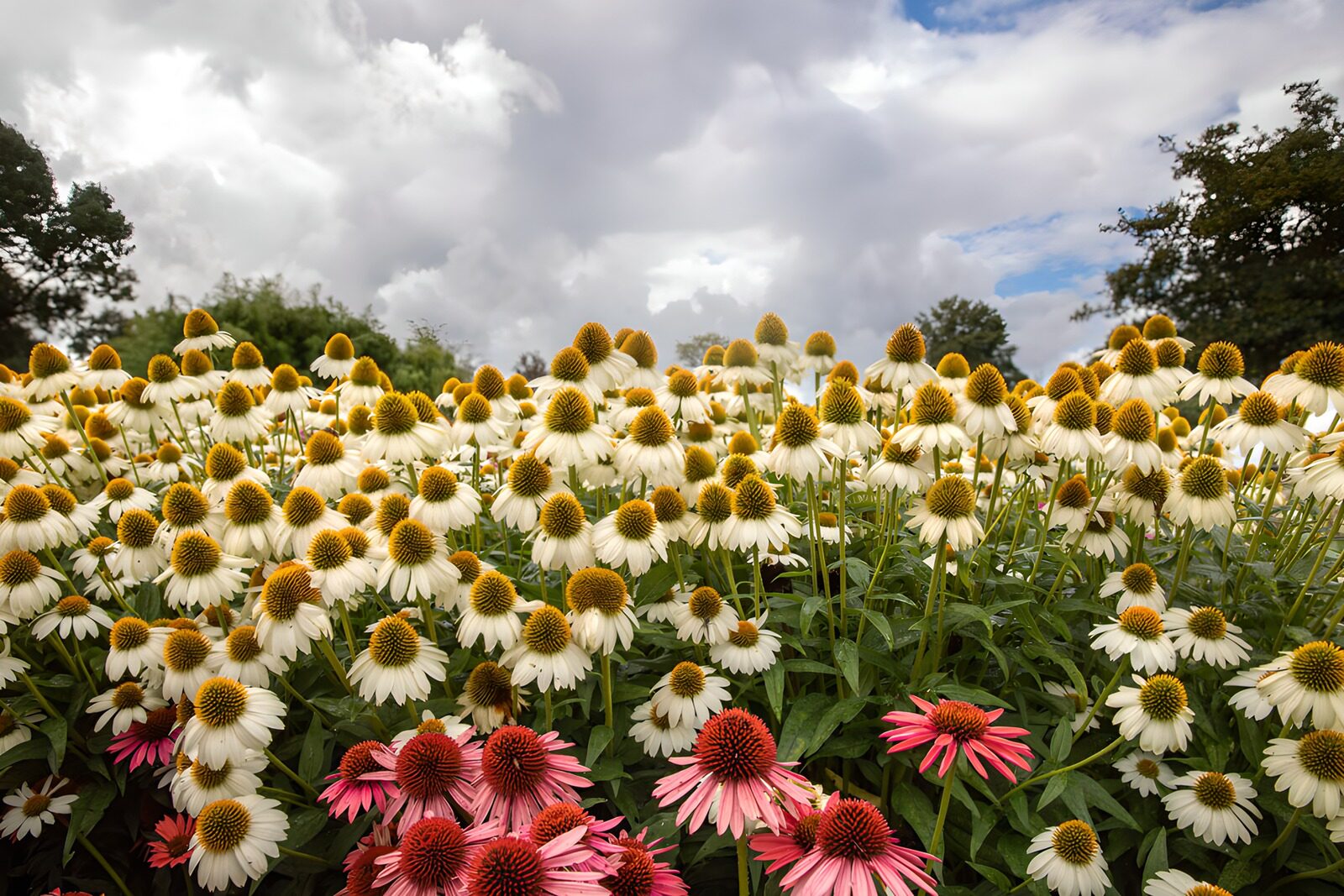 TP86081: Kleurrijke Echinacea in Bloei
