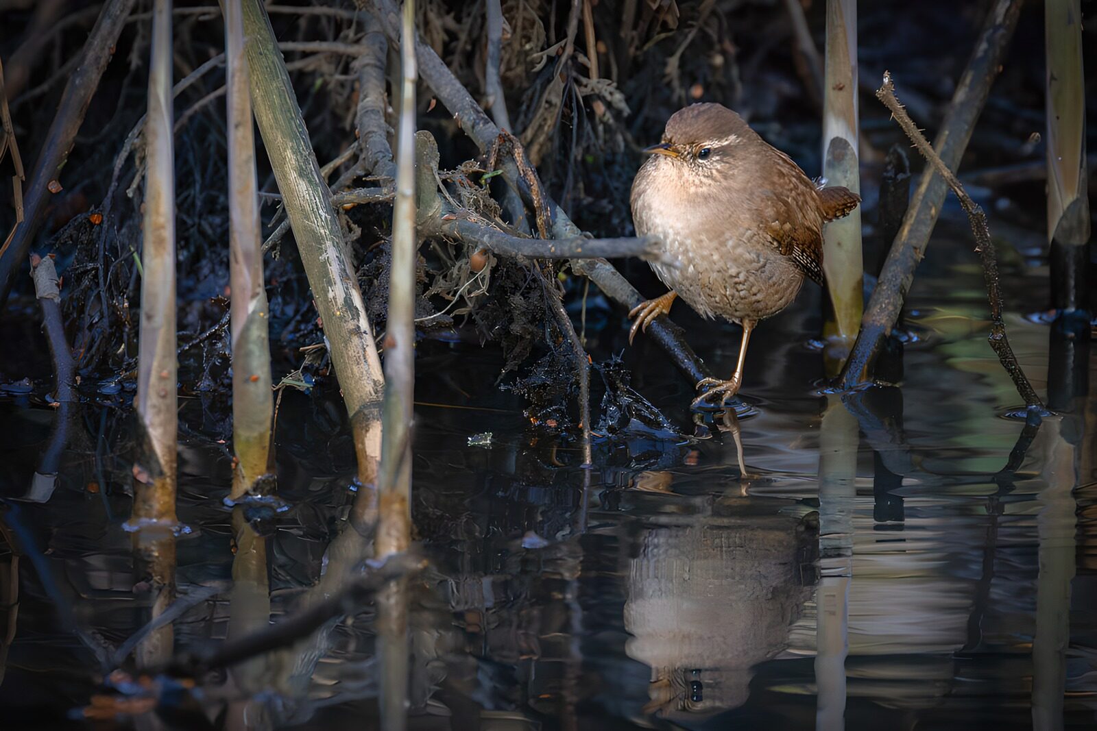 TP99078: Kleine vogel tussen het riet
