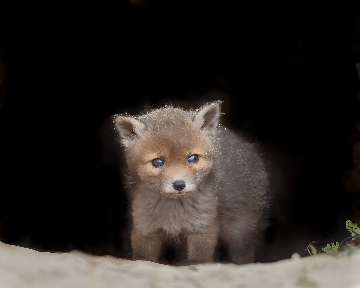 Schattige vosjespup voor zijn proefbuis