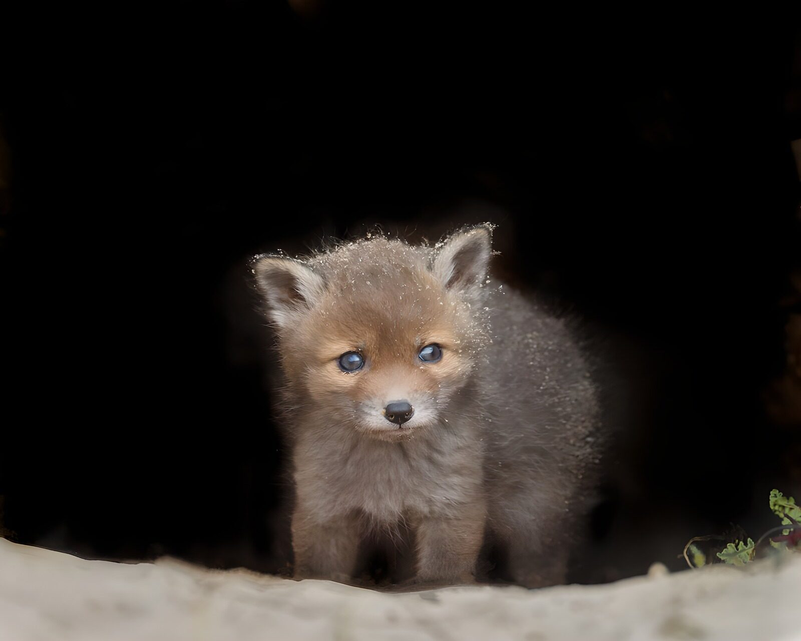 TP24927: Schattige vosjespup voor zijn proefbuis