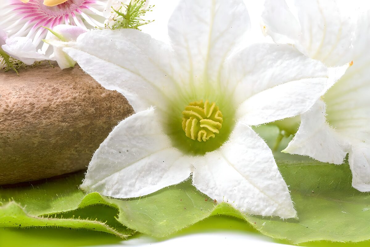Witte bloem met steen en bladeren