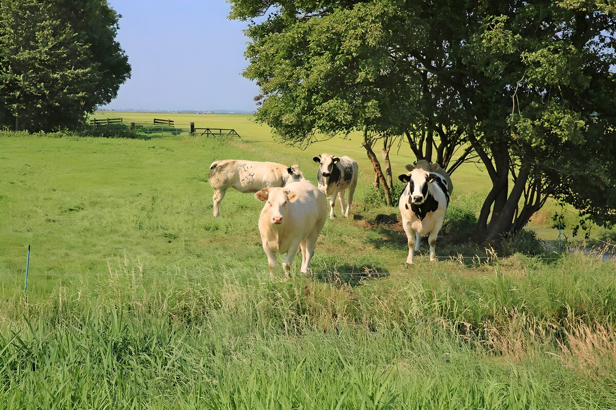 Kudde koeien in weiland bij boom