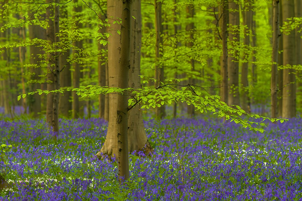 Betoverend Bloemenveld in het Bos