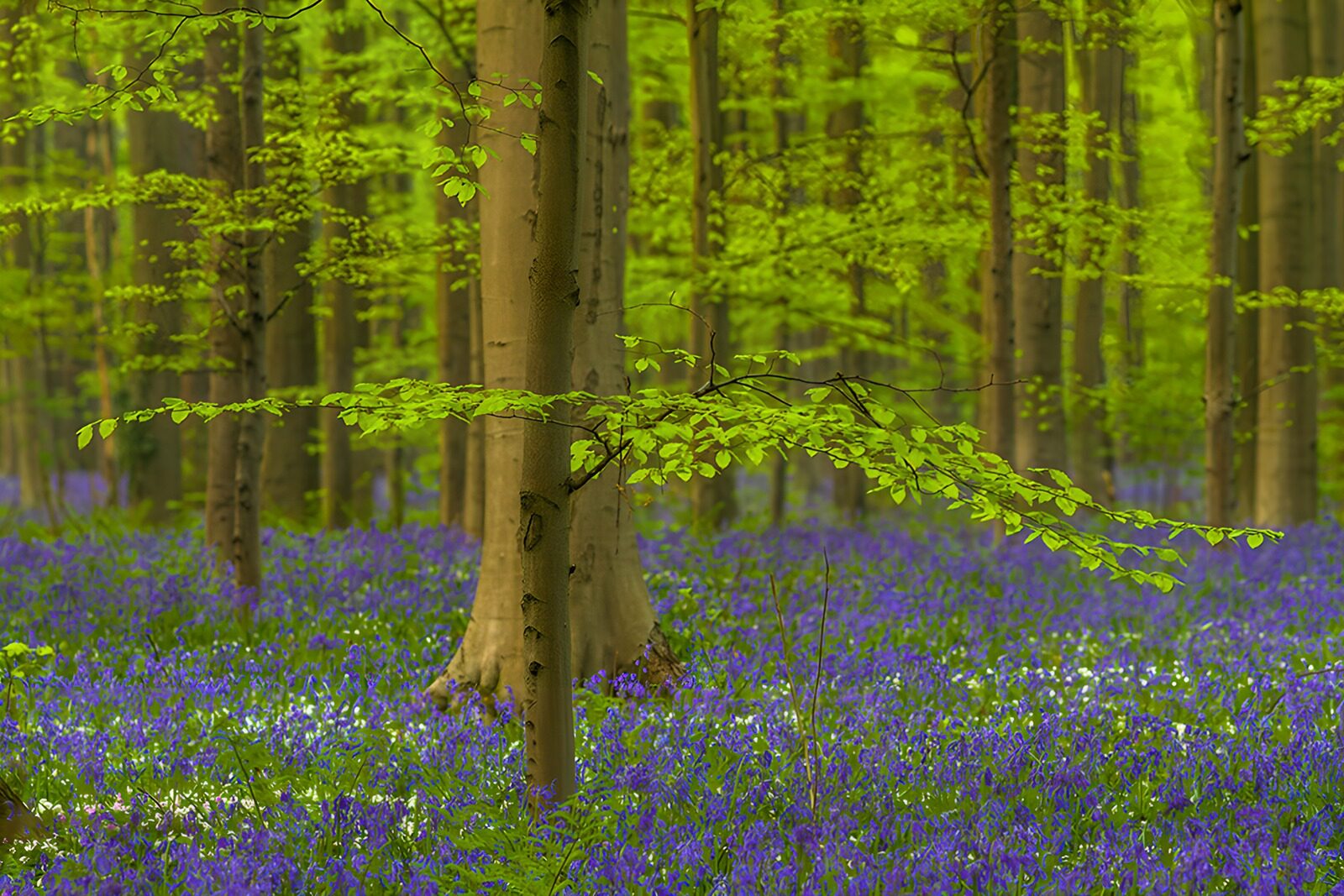 TP25107: Betoverend Bloemenveld in het Bos