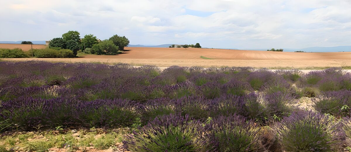 Prachtig lavendelveld onder de blauwe lucht