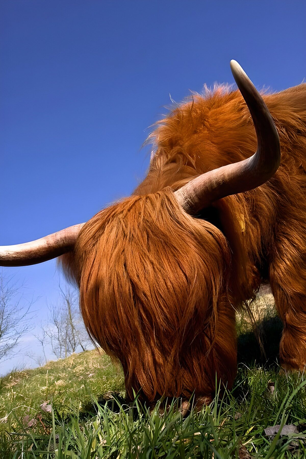 Hooglander aan het grazen in de zon