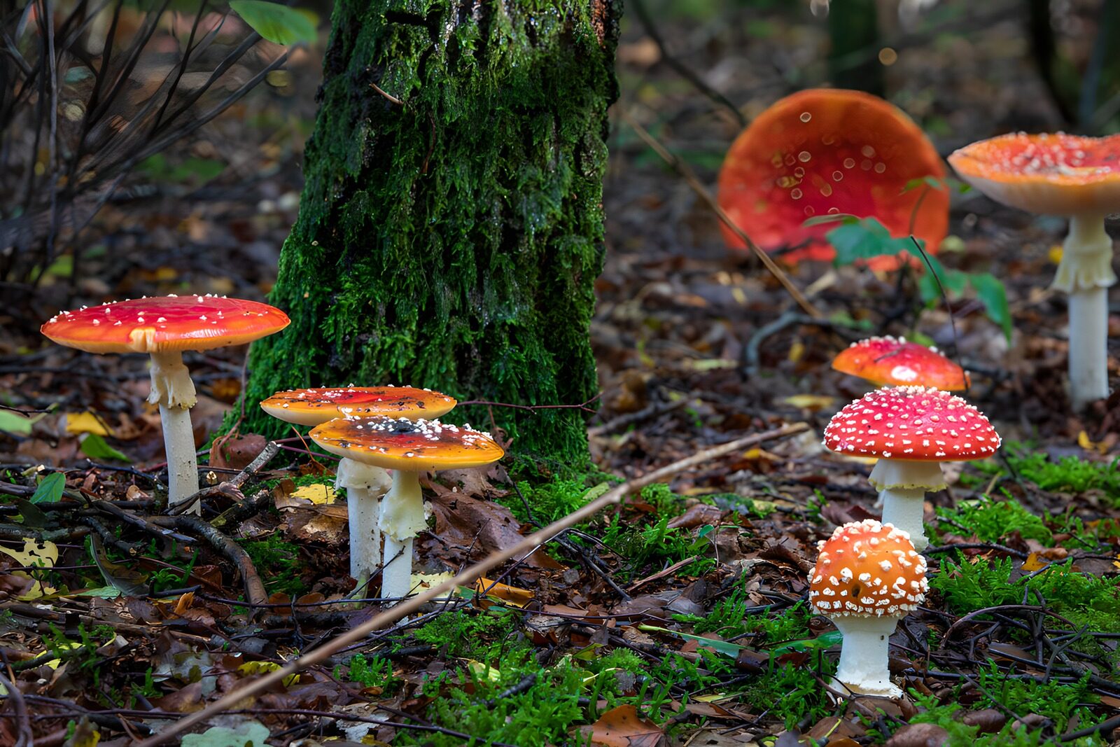 TP14630: Betoverende paddenstoelen in het bos