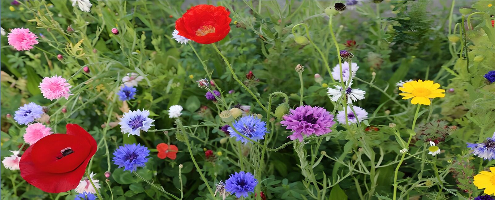 TP81213: Diverse veldbloemen