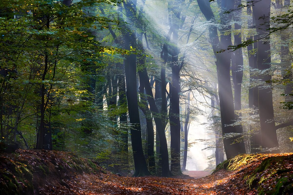 Bospad in het Speulderbos 2