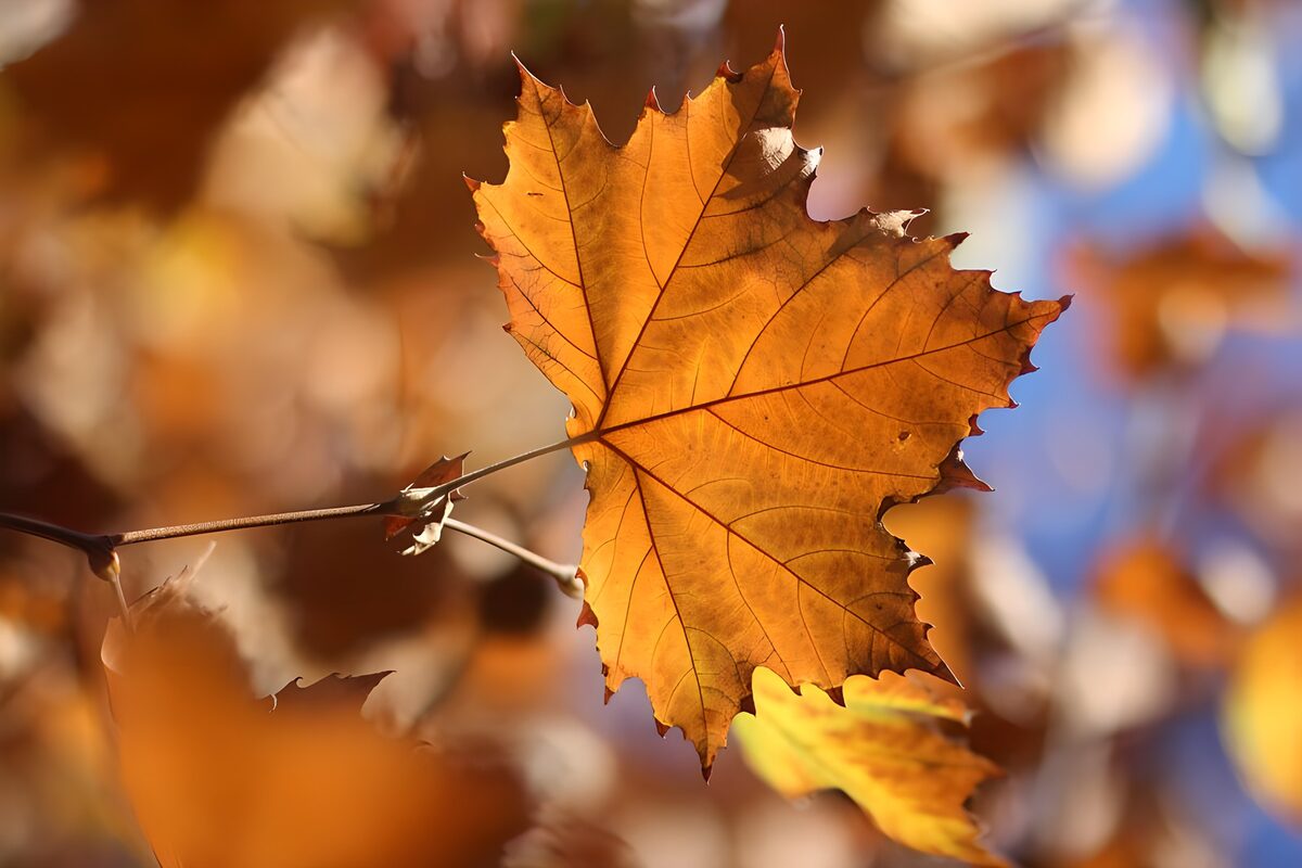 Gouden herfstbladeren in de zon