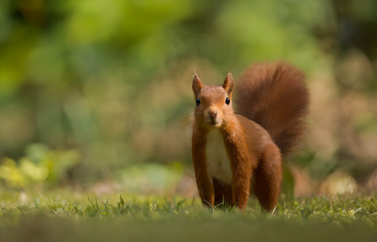 Schattig Eekhoorntje in de Natuur