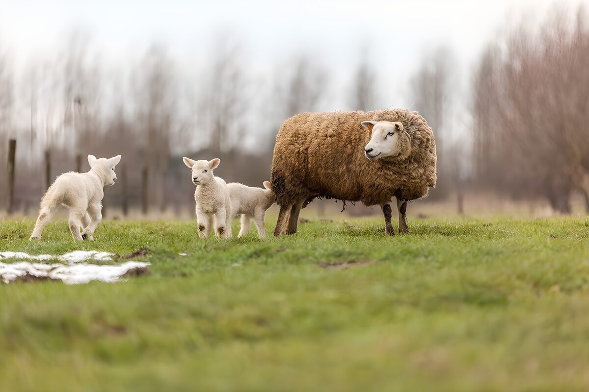 Lammetjes spelen op het veld