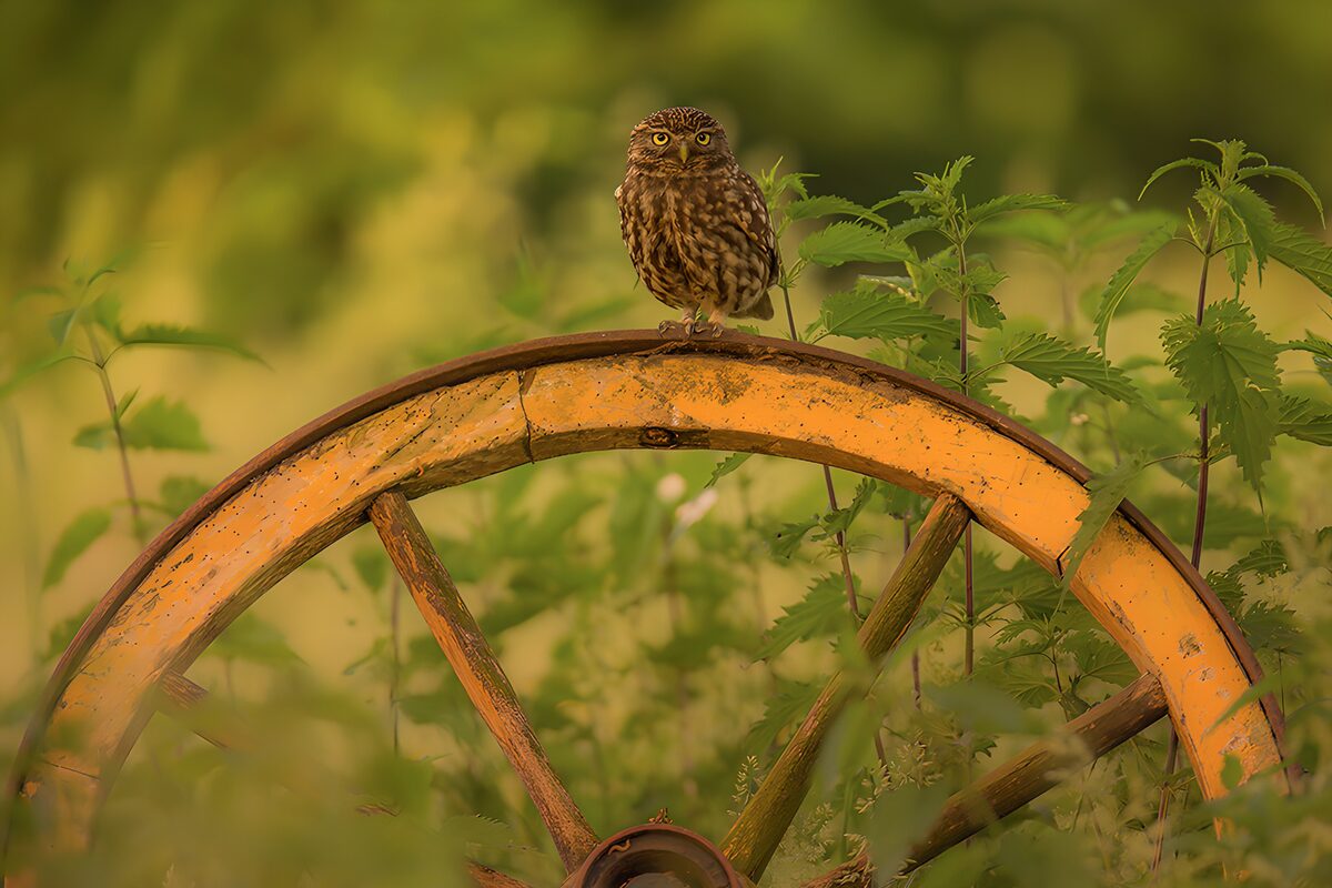 Kleine uil op een oude wagenwiel